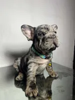 Taz, a male French Bulldog for sale in Houston, TX – 1 of 5