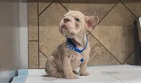 Taz , a male French Bulldog for sale in Houston, TX – 4 of 4