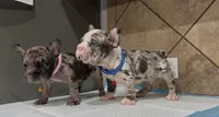 Sonic , a male French Bulldog for sale in Houston, TX – Photo 4 of 10