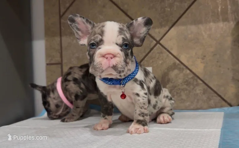 Sonic  – French Bulldog puppy for sale in Houston, TX