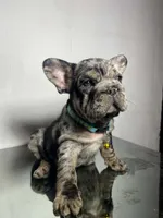 Taz, a male French Bulldog for sale in Houston, TX – 2 of 5