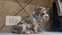 Sonic , a male French Bulldog for sale in Houston, TX – 3 of 4