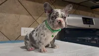 Sonic, a male French Bulldog for sale in Houston, TX – 6 of 6