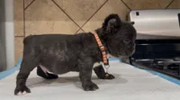 Shadow , a male French Bulldog for sale in Houston, TX – Photo 8 of 10