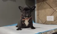 Shadow , a male French Bulldog for sale in Houston, TX – Photo 10 of 10