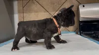 Shadow , a male French Bulldog for sale in Houston, TX – Photo 9 of 10