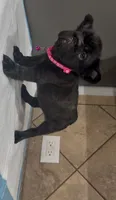 Coco , a female French Bulldog for sale in Houston, TX – 5 of 5
