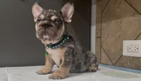 Sonic , a male French Bulldog for sale in Houston, TX – 3 of 3