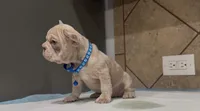 Taz , a male French Bulldog for sale in Houston, TX – 3 of 4