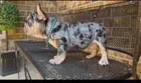 Cookie , a male French Bulldog for sale in Houston, TX – 4 of 4