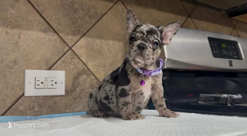 Sofi  – French Bulldog puppy for sale in Houston, TX
