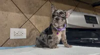 Sofi , a female French Bulldog for sale in Houston, TX – 1 of 5
