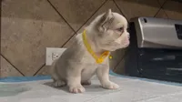 Snow, a female French Bulldog for sale in Houston, TX – 2 of 4