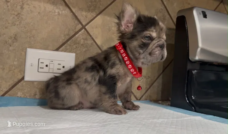 Coco  – French Bulldog puppy for sale in Houston, TX