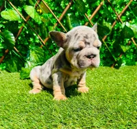 Bella, a female French Bulldog for sale in Houston, TX – 2 of 2