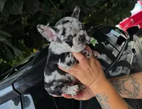 Oreo , a male French Bulldog for sale in Houston, TX – 3 of 3