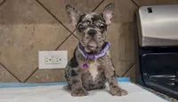 Sofi , a female French Bulldog for sale in Houston, TX – 3 of 5