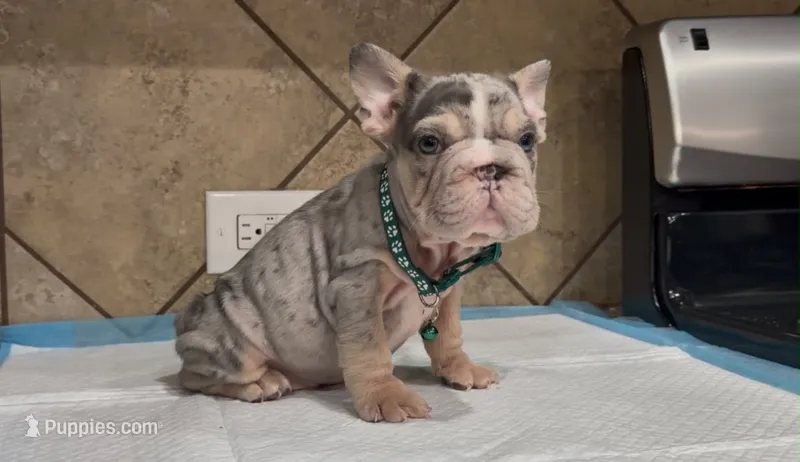 Snoopy  – French Bulldog puppy for sale in Houston, TX