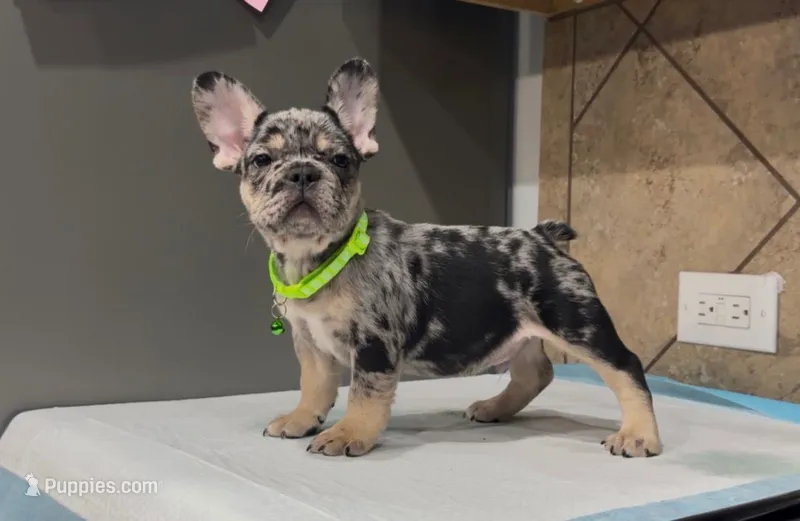 Taz  – French Bulldog puppy for sale in Houston, TX