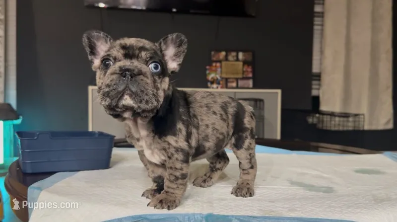 Nana  – French Bulldog puppy for sale in Houston, TX