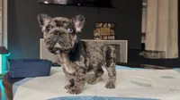 Nana , a female French Bulldog for sale in Houston, TX – 4 of 5