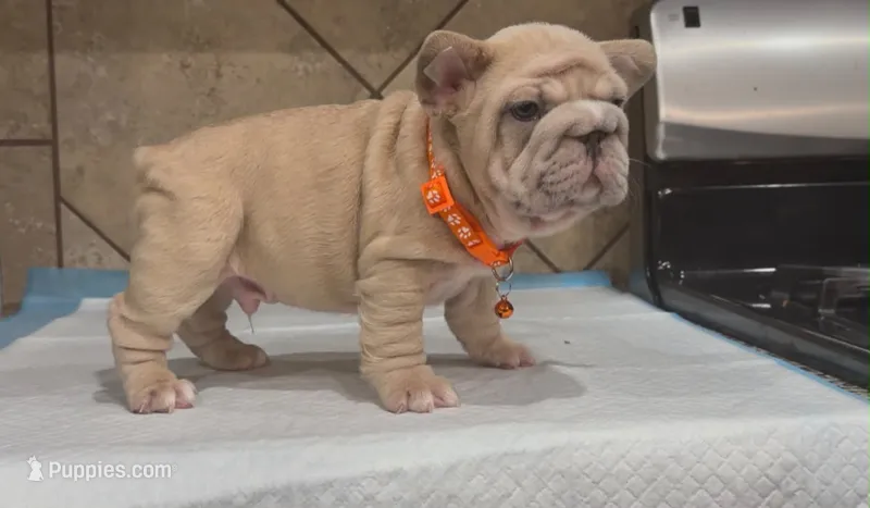 Snoopy  – French Bulldog puppy for sale in Houston, TX