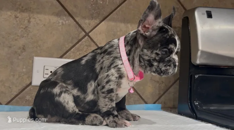 Cookie  – French Bulldog puppy for sale in Houston, TX