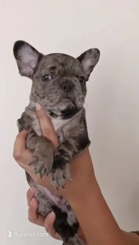 Taz  – French Bulldog puppy for sale in Houston, TX