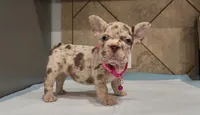 Sandy, a female French Bulldog for sale in Houston, TX – 5 of 6