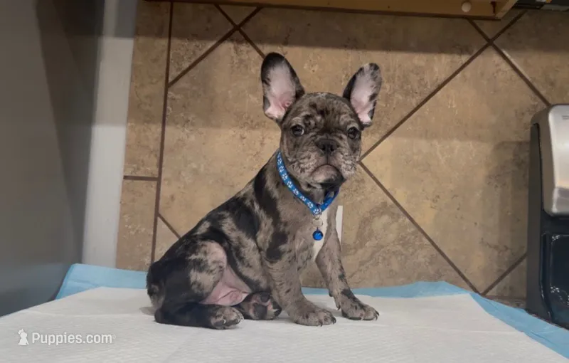 Oreo  – French Bulldog puppy for sale in Houston, TX