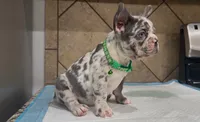 Sonic, a male French Bulldog for sale in Houston, TX – 3 of 6