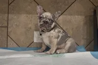 Stich, a male French Bulldog for sale in Houston, TX – 3 of 5