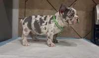 Sonic, a male French Bulldog for sale in Houston, TX – 2 of 6