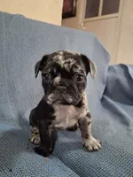 Oreo, a female French Bulldog for sale in Houston, TX – 1 of 2