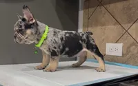 Taz , a male French Bulldog for sale in Houston, TX – 4 of 7