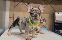 Taz , a male French Bulldog for sale in Houston, TX – 6 of 7
