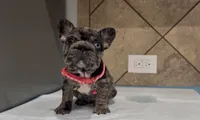 Nana , a female French Bulldog for sale in Houston, TX – 3 of 5