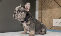 Taz, a male French Bulldog for sale in Houston, TX – 2 of 4