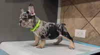 Taz , a male French Bulldog for sale in Houston, TX – 3 of 7