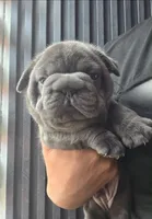 Blue , a male French Bulldog for sale in Houston, TX – 3 of 3