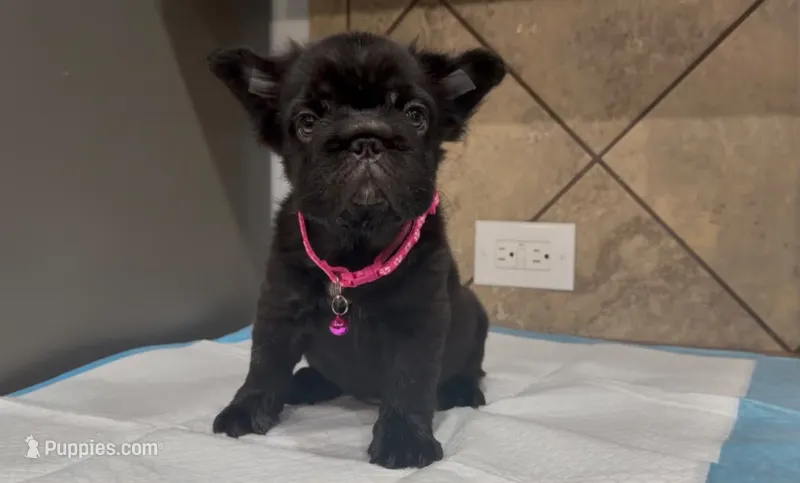 Coco  – French Bulldog puppy for sale in Houston, TX