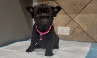 Coco , a female French Bulldog for sale in Houston, TX – 1 of 5