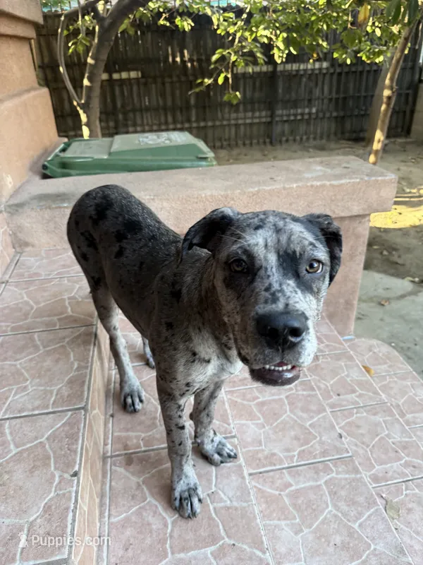 Bluey  – Great Dane, Cane Corso puppy for sale in Los Angeles, CA