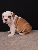 Sally , a female English Bulldog for sale in Sugarcreek, OH – 3 of 10