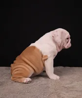 Sally , a female English Bulldog for sale in Sugarcreek, OH – 6 of 10