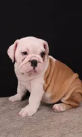 Sally , a female English Bulldog for sale in Sugarcreek, OH – 2 of 10