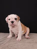 Sally , a female English Bulldog for sale in Sugarcreek, OH – 7 of 10