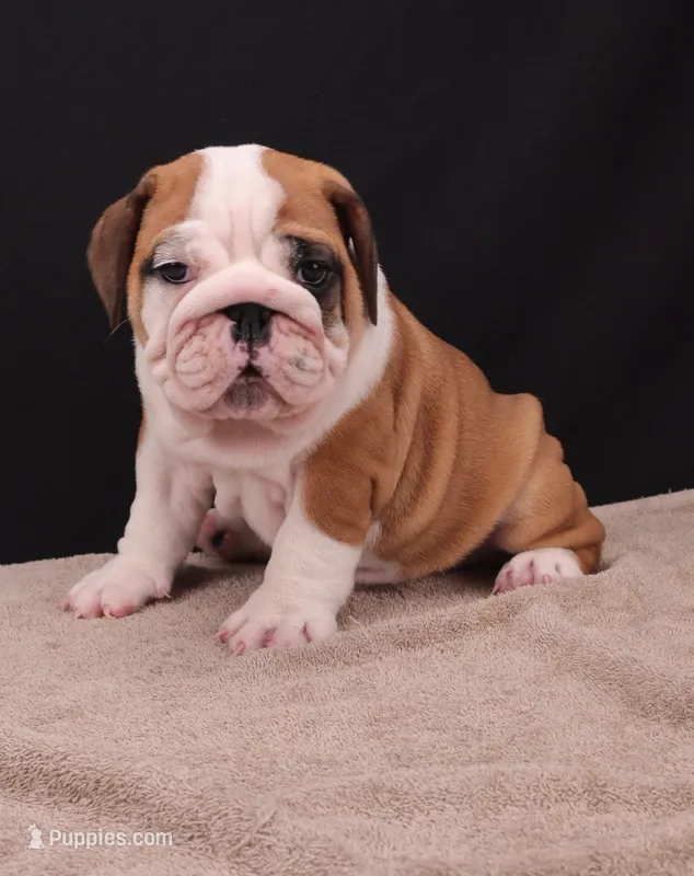 Thor  – English Bulldog puppy for sale in Sugarcreek, OH