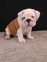Hank, a male English Bulldog for sale in Sugarcreek, OH – 2 of 10