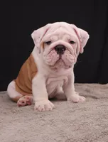 Hank, a male English Bulldog for sale in Sugarcreek, OH – 5 of 10